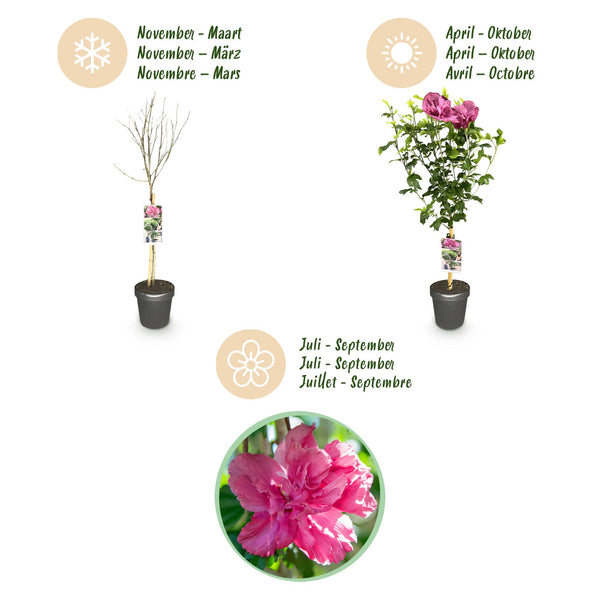 Hibiscus op stam - Hibiscus syriacus 'Magenta Chiffon' - magenta - Ø19cm - ↕90cm