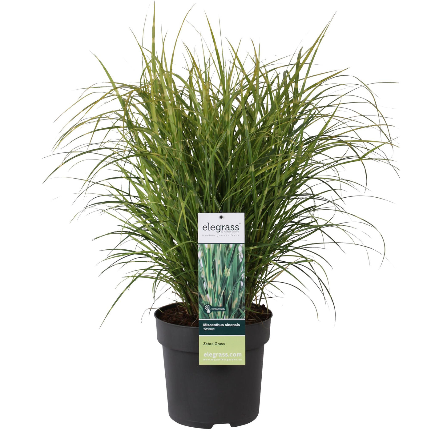 Prachtriet - Miscanthus sinensis 'Strictus' - Ø23cm - ↕60cm