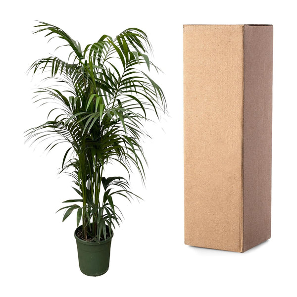 Kentiapalm - Kentia palm - Ø38cm - ↕220cm