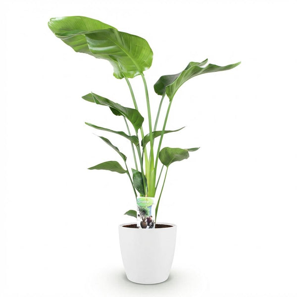 Witte paradijsvogelplant - Strelitzia nicolai - Ø21cm - ↕110-120cm