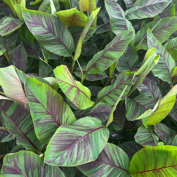 Bananenplant - Musa Ever Red - Ø21cm - ↕90cm
