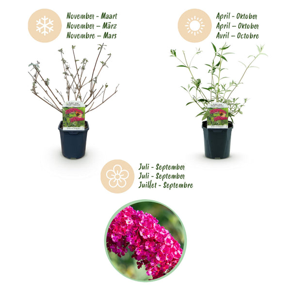 3x Vlinderstruik - Buddleja davidii 'Royal Red' - rood - Ø17cm - ↕45cm