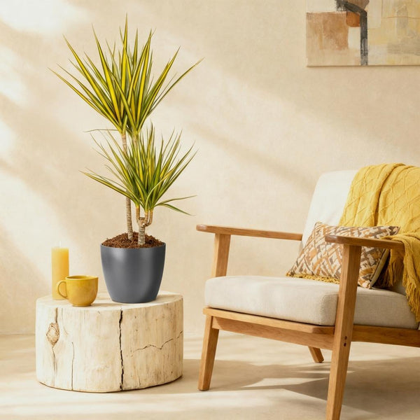 Drakenbloedboom - Dracaena Sunray - Ø21cm - ↕90-100cm