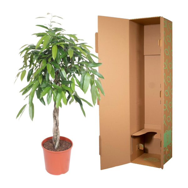 Vijgenboom - Ficus Amstel King gevlochten stam - Ø30cm - ↕140cm