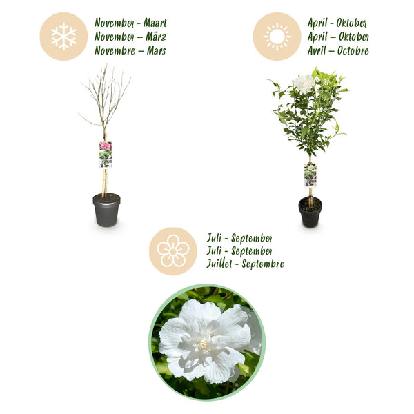 Hibiscus op stam - Hibiscus syriacus 'White Chiffon' - wit - Ø19cm - ↕90cm