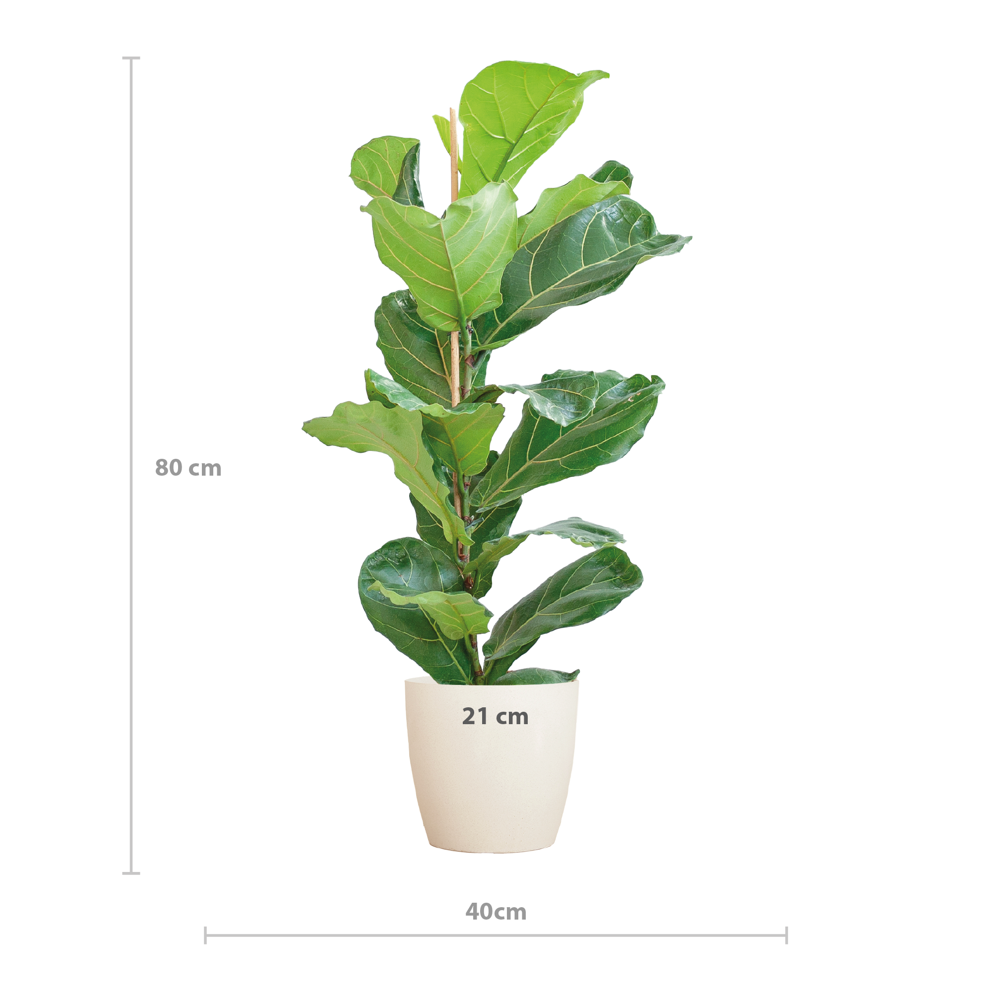 Vioolbladplant - Ficus lyrata - incl. Pot - Wit - Ø21cm - ↕80cm