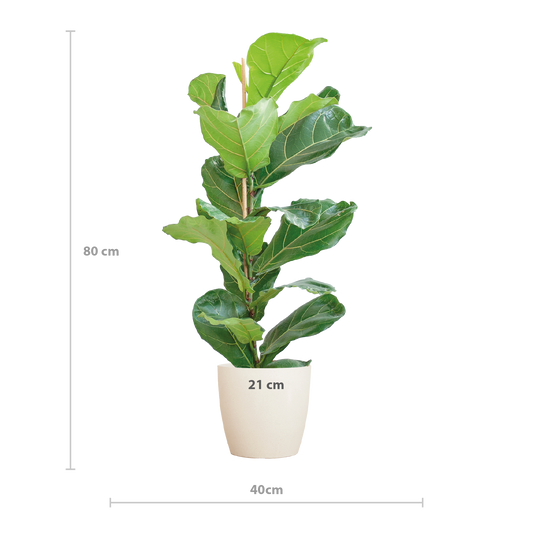 Vioolbladplant - Ficus lyrata - incl. Pot - Wit - Ø21cm - ↕80cm