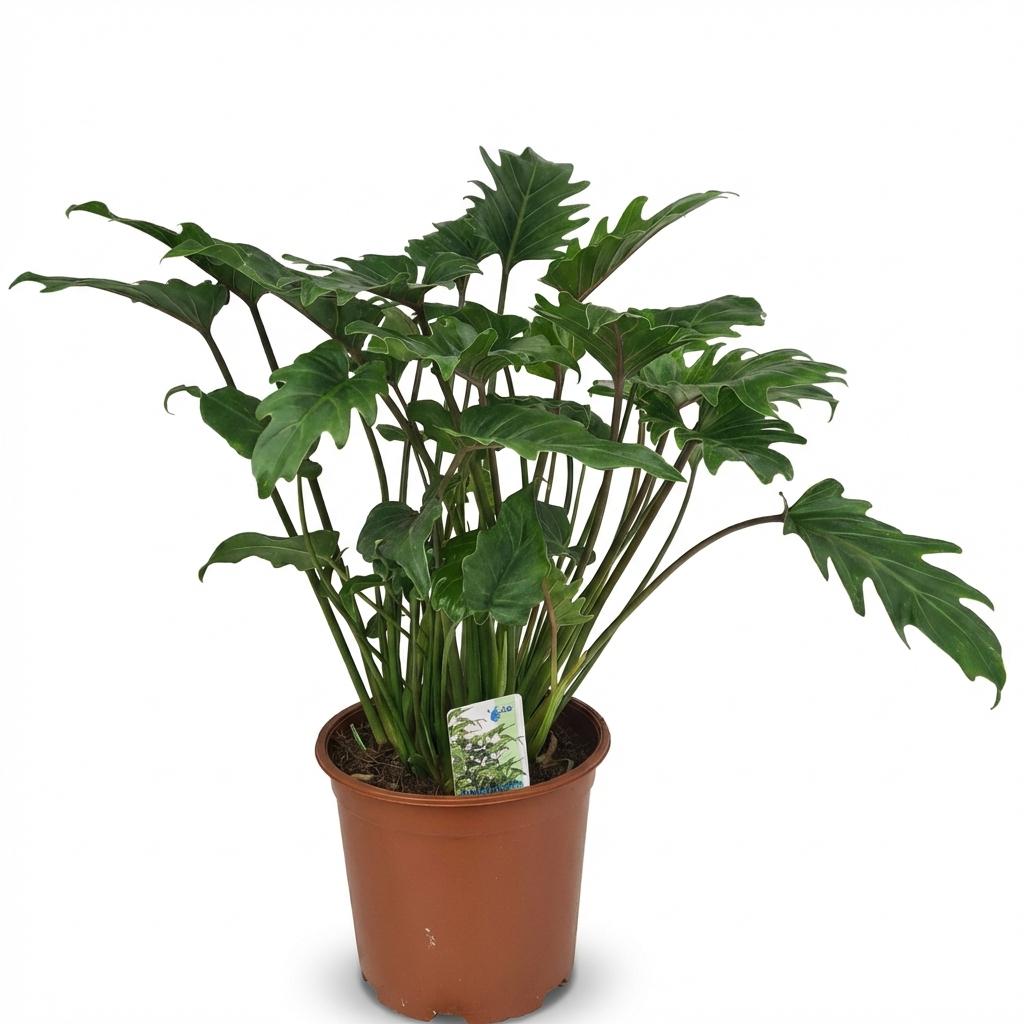Philodendron Xanadu - Ø19cm - ↕60cm