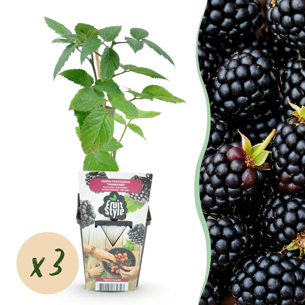 Bramenplant - Rubus Thornfree - Ø9cm