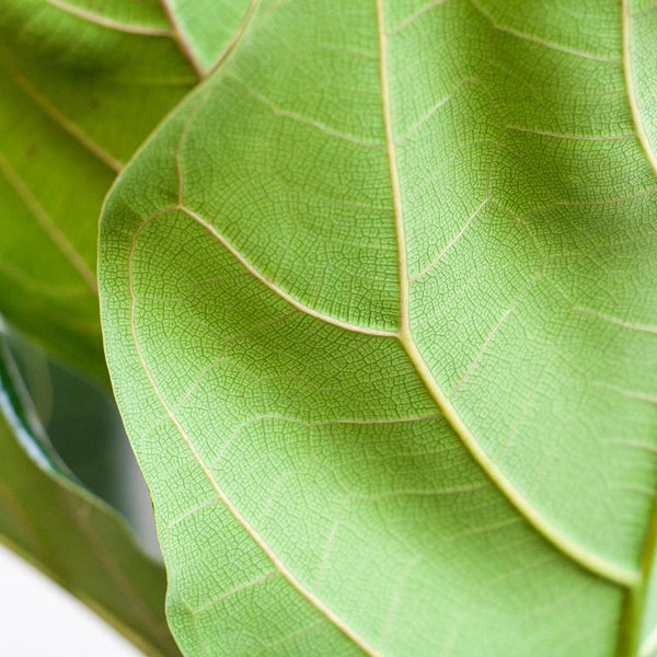 Vioolbladplant - Ficus lyrata - incl. Pot - Wit - Ø21cm - ↕80cm