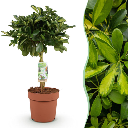 Vingerboom - Schefflera Gold Capelle - Ø21cm - ↕70-81cm