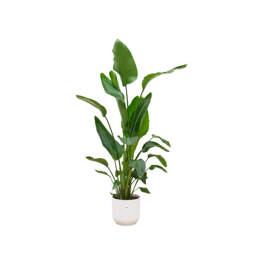 Witte paradijsvogelplant - Strelitzia nicolai - incl. Elho Vibes Fold Round wit - Ø30cm