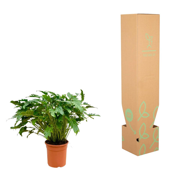 Philodendron Xanadu - Ø30cm - ↕80cm