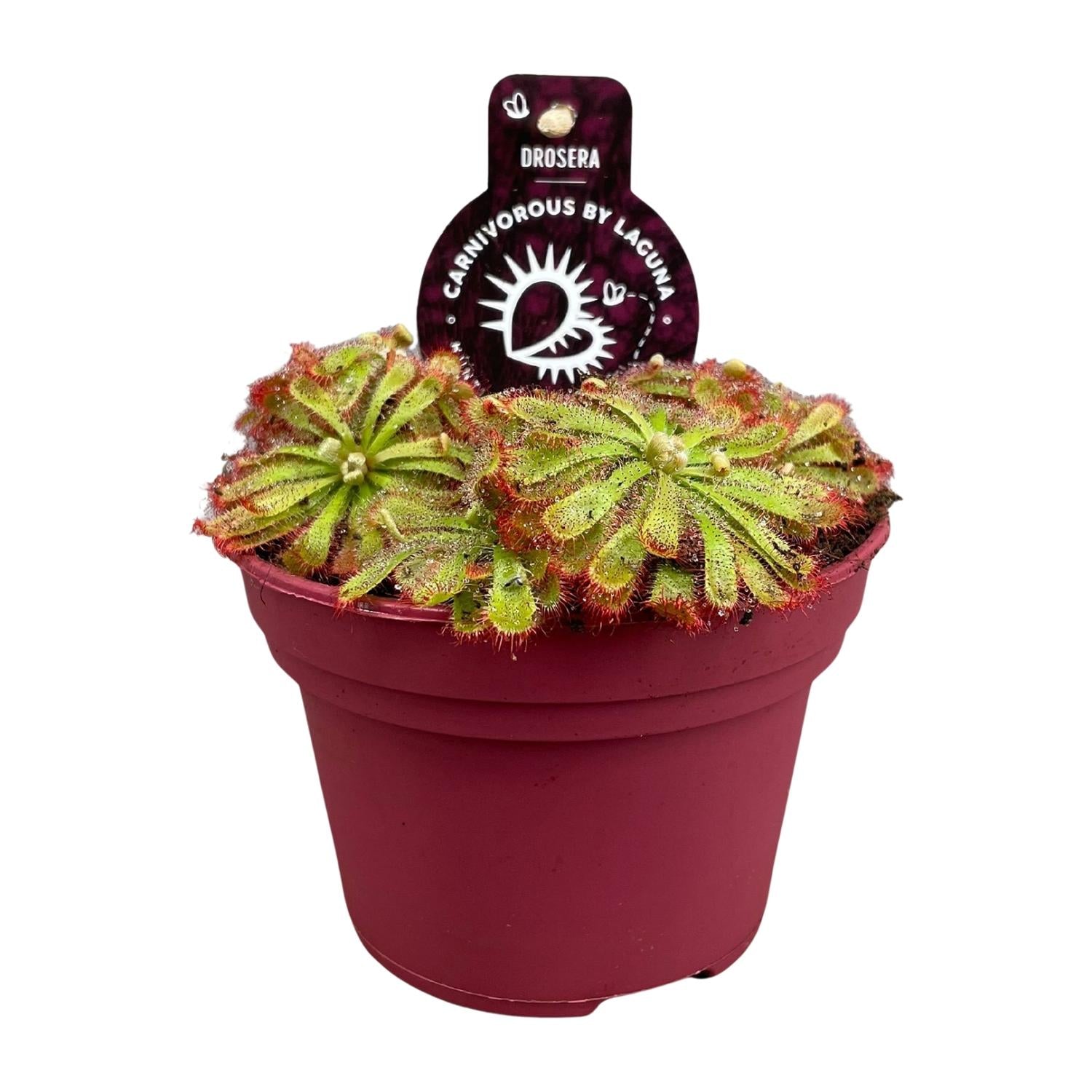 Drosera Aliciae - Ø12cm - ↕12cm
