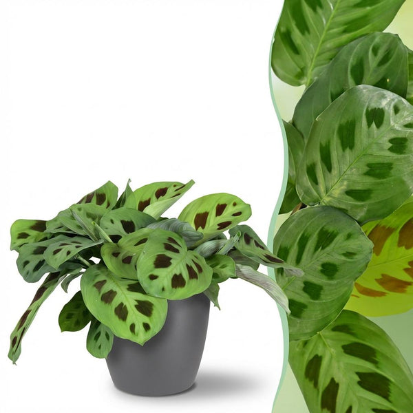 Zebraplant - Maranta Fascinator Kerchoveana - Ø12cm - ↕25cm
