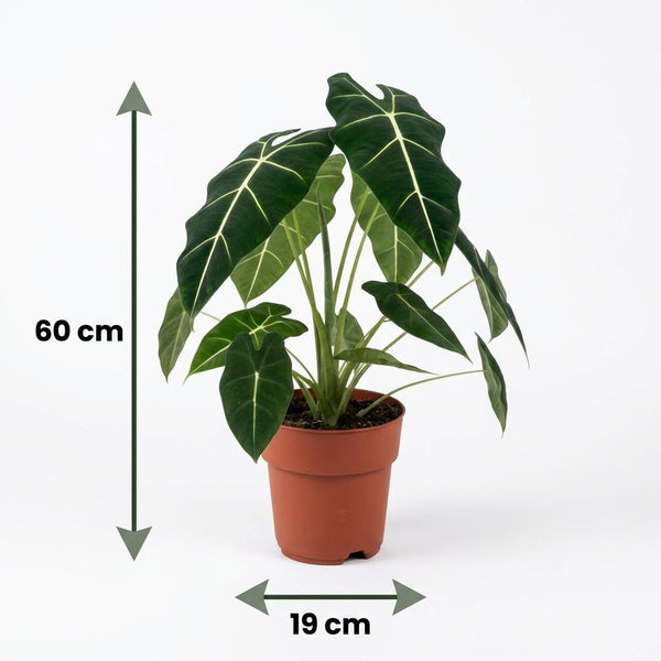 Olifantsoor - Alocasia Frydek - Ø19cm - ↕60cm