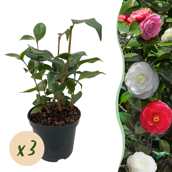 Camelia - Camellia japonica 'Tricolour' - roze