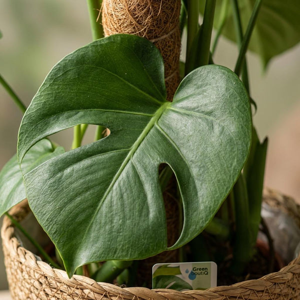 Gatenplant - Monstera deliciosa mosstok - Ø19cm - ↕90cm