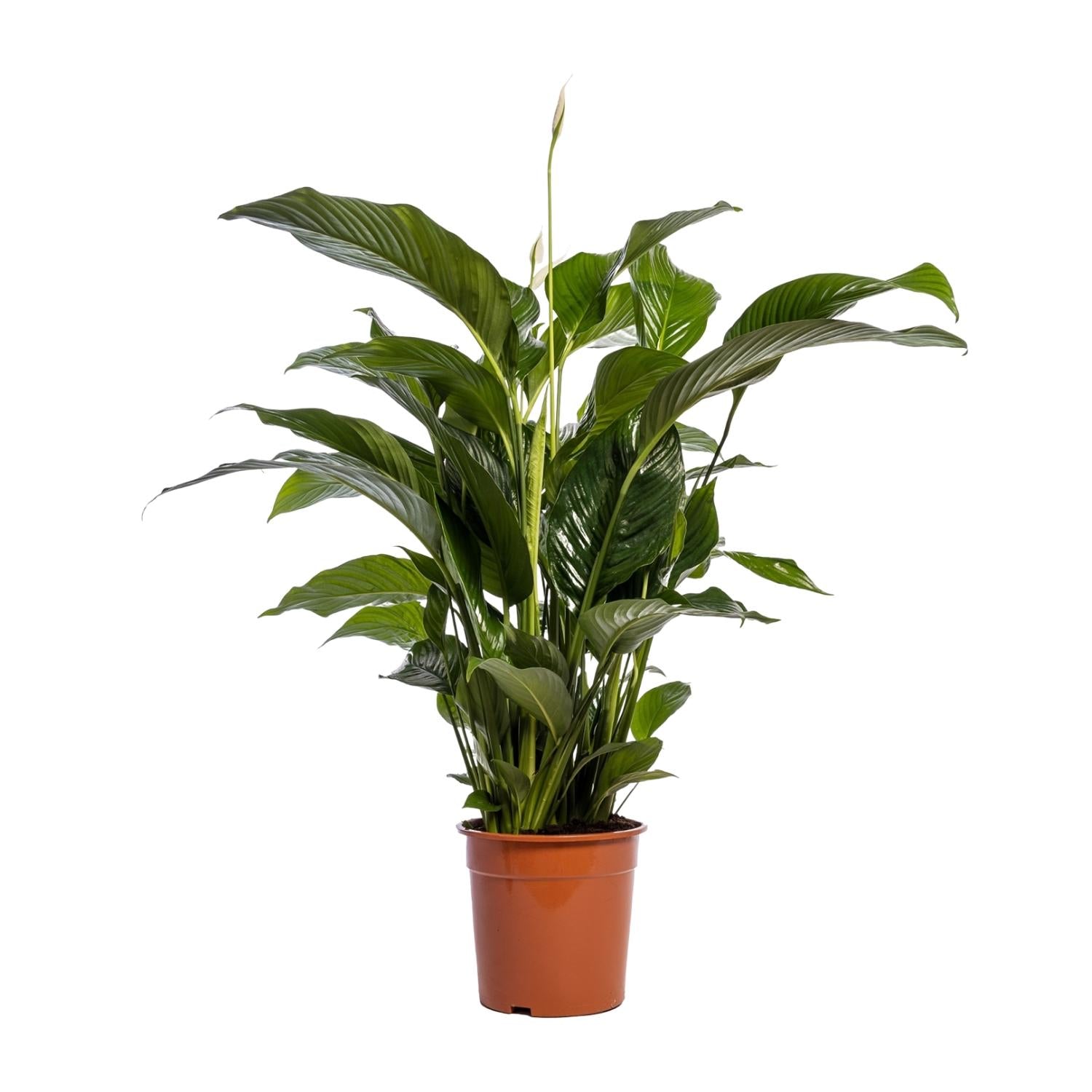 Lepelbloem - Spathiphyllum Bellini - Ø24cm - ↕100cm