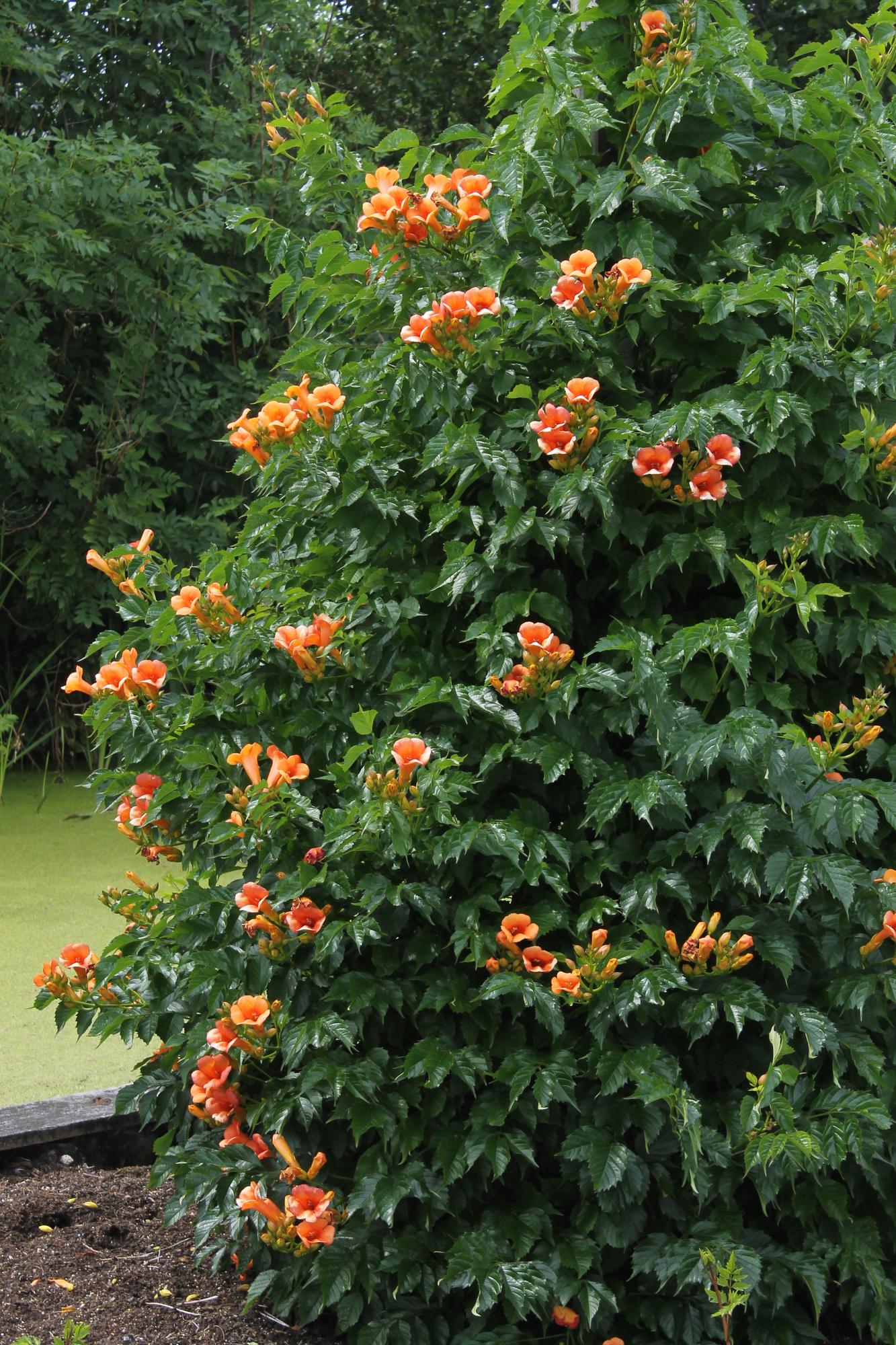 2x Trompetklimmer - Campsis 'Indian Summer' - Ø15cm - ↕65cm