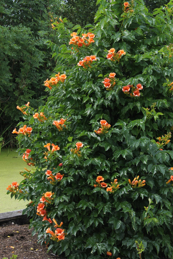2x Trompetklimmer - Campsis 'Indian Summer' - Ø15cm - ↕65cm