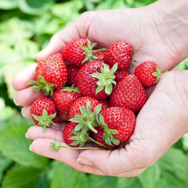 Aardbei - Fragaria Maxim - Ø9cm