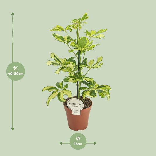 Vingerboom - Schefflera Charlotte - Ø13cm - ↕45cm