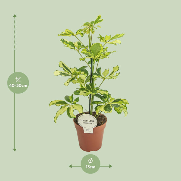 Vingerboom - Schefflera Charlotte - Ø13cm - ↕45cm