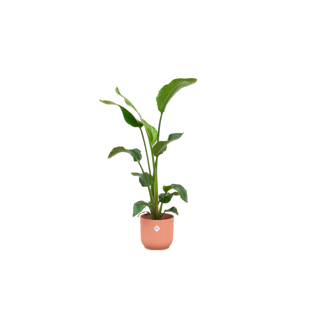Witte paradijsvogelplant - Strelitzia nicolai - incl. Elho Vibes Fold Round roze - Ø22cm