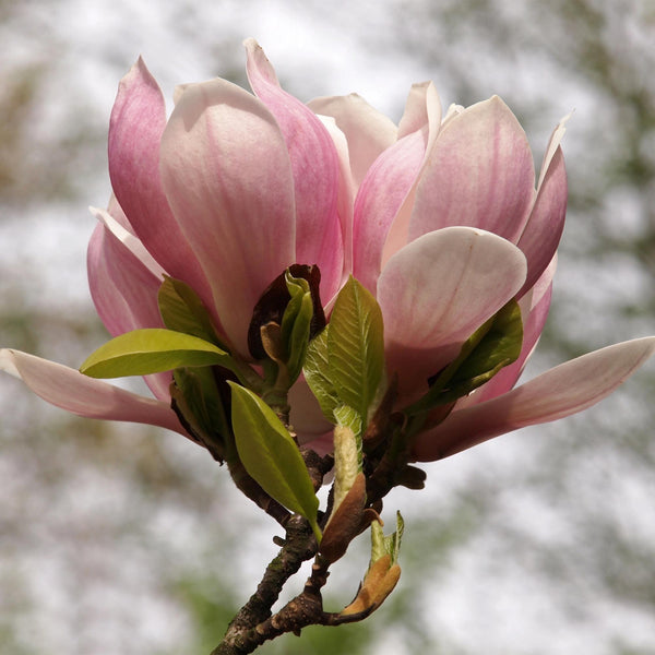 Magnolia - Magnolia soulangeana - licht roze - Ø17cm - ↕45cm