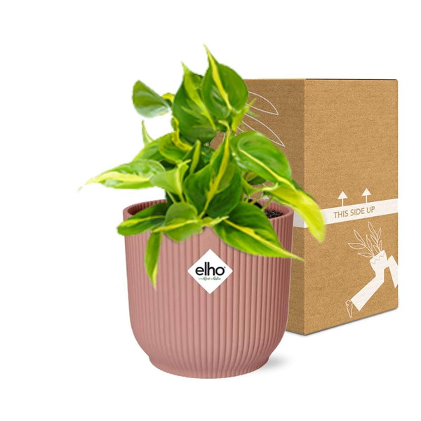 Philodendron Scandens ‘Brasil’ - incl. Elho Vibes Fold Roze - ↕14cm