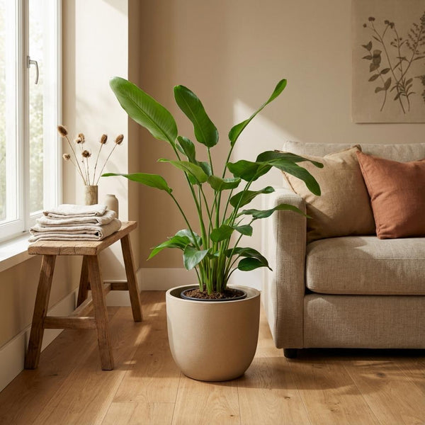Witte paradijsvogelplant - Strelitzia nicolai - Ø24cm - ↕170cm