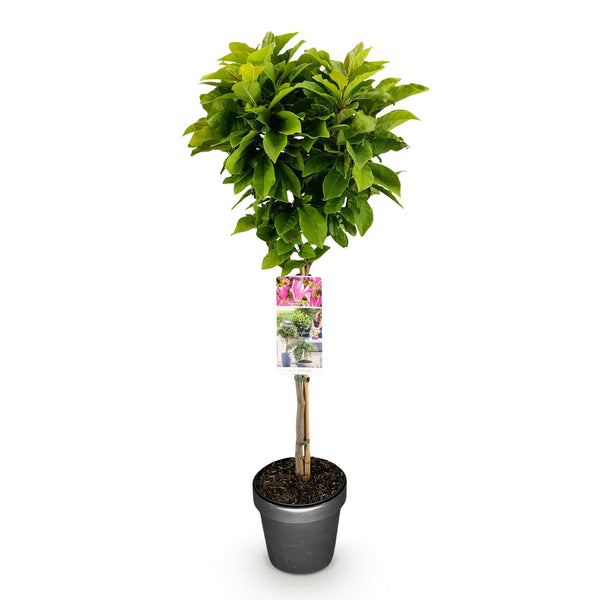 Magnolia op stam - Magnolia Susan - Ø19cm - ↕90cm