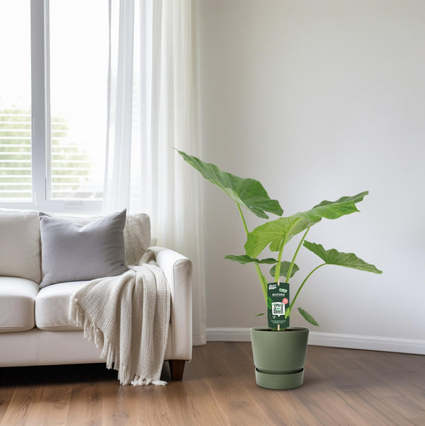 Olifantsoor - Alocasia Macrorrhiza - Ø19cm - ↕70cm