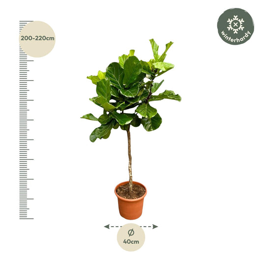 Vioolbladplant - Ficus lyrata - Ø40cm - ↕200cm