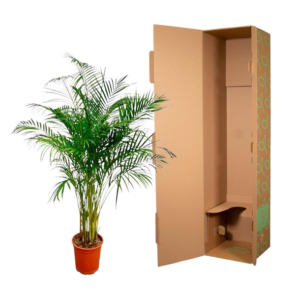 Arecapalm - Dypsis lutescens - Ø27cm - ↕160cm