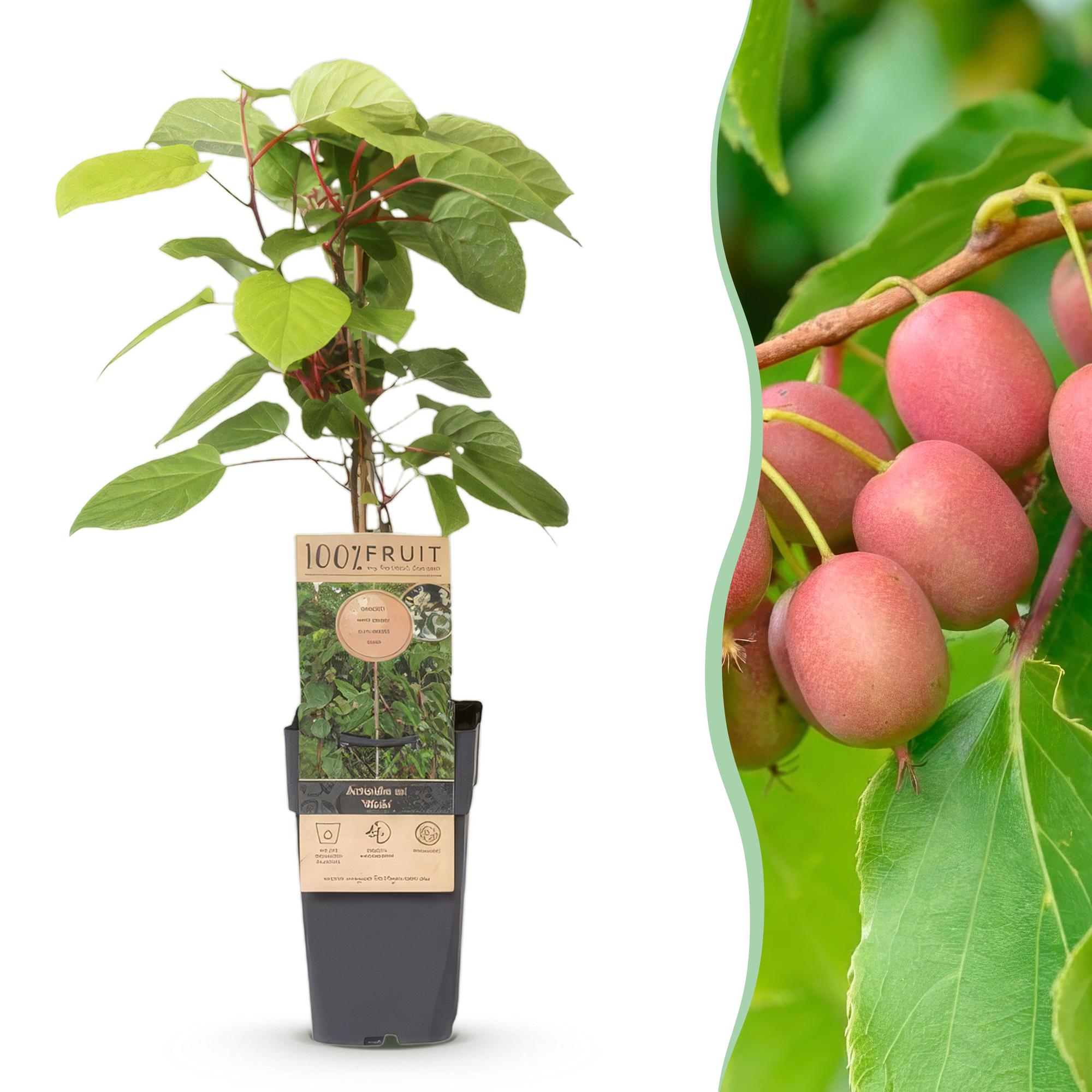 Kiwibesplant - Actinidia arguta Weiki "mannelijk" - rood - Ø15cm - ↕50cm
