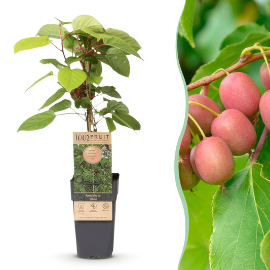 Kiwibesplant - Actinidia arguta Weiki "mannelijk" - rood - Ø15cm - ↕50cm