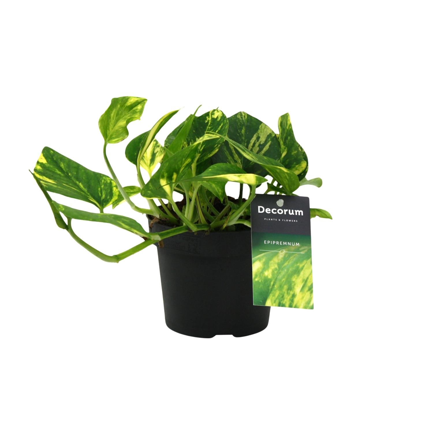 Pothos - Epipremnum aureum 'N'Joy' - Ø12cm - ↕25cm