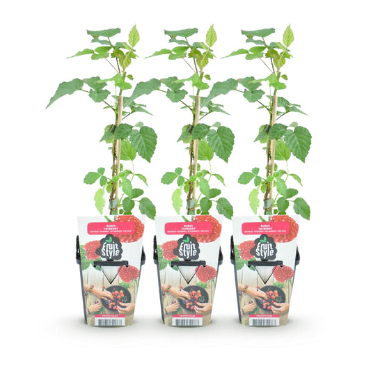 Taybes - Rubus Tayberry - Ø9cm