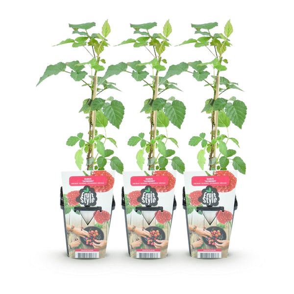 Taybes - Rubus Tayberry - Ø9cm