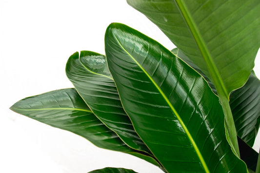 Witte paradijsvogelplant - Strelitzia nicolai - Ø40cm - ↕250cm