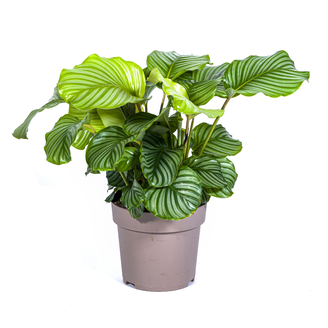 Calathea Orbifolia - Ø27cm - ↕80cm