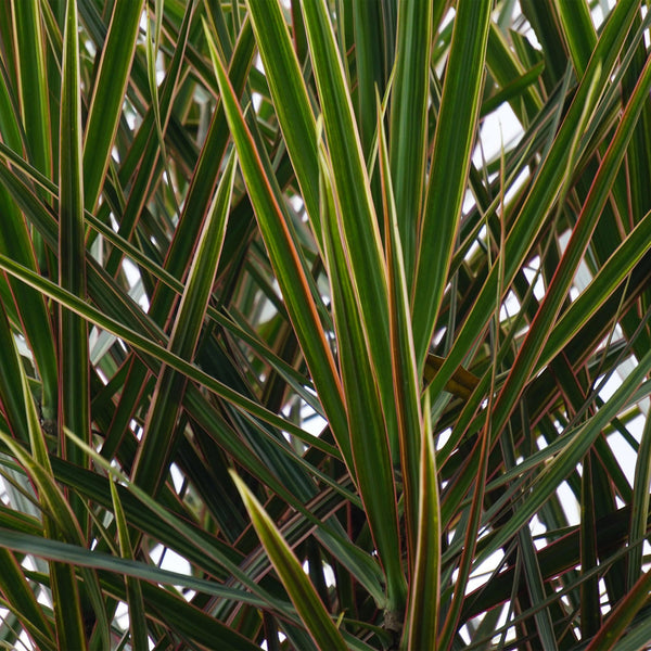 Drakenbloedboom - Dracaena marginata - Ø21cm - ↕90-100cm