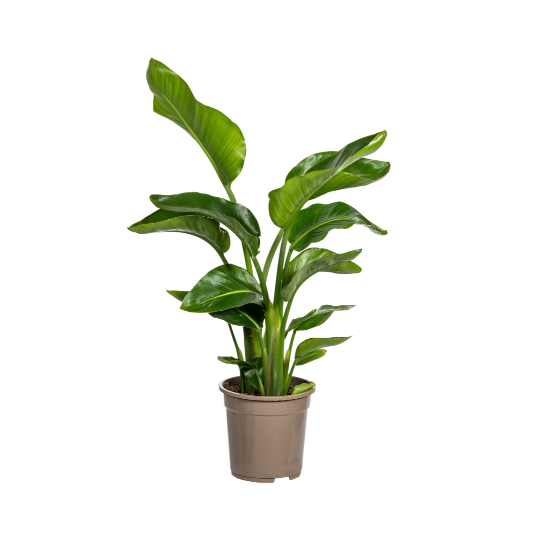 Witte paradijsvogelplant - Strelitzia nicolai - Ø21cm - ↕100cm