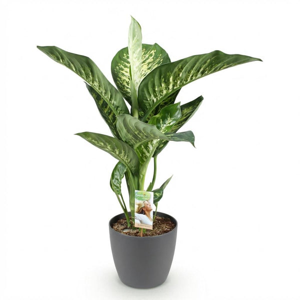 Dieffenbachia - Dieffenbachia Tropic Snow - Ø21cm - ↕90-100cm