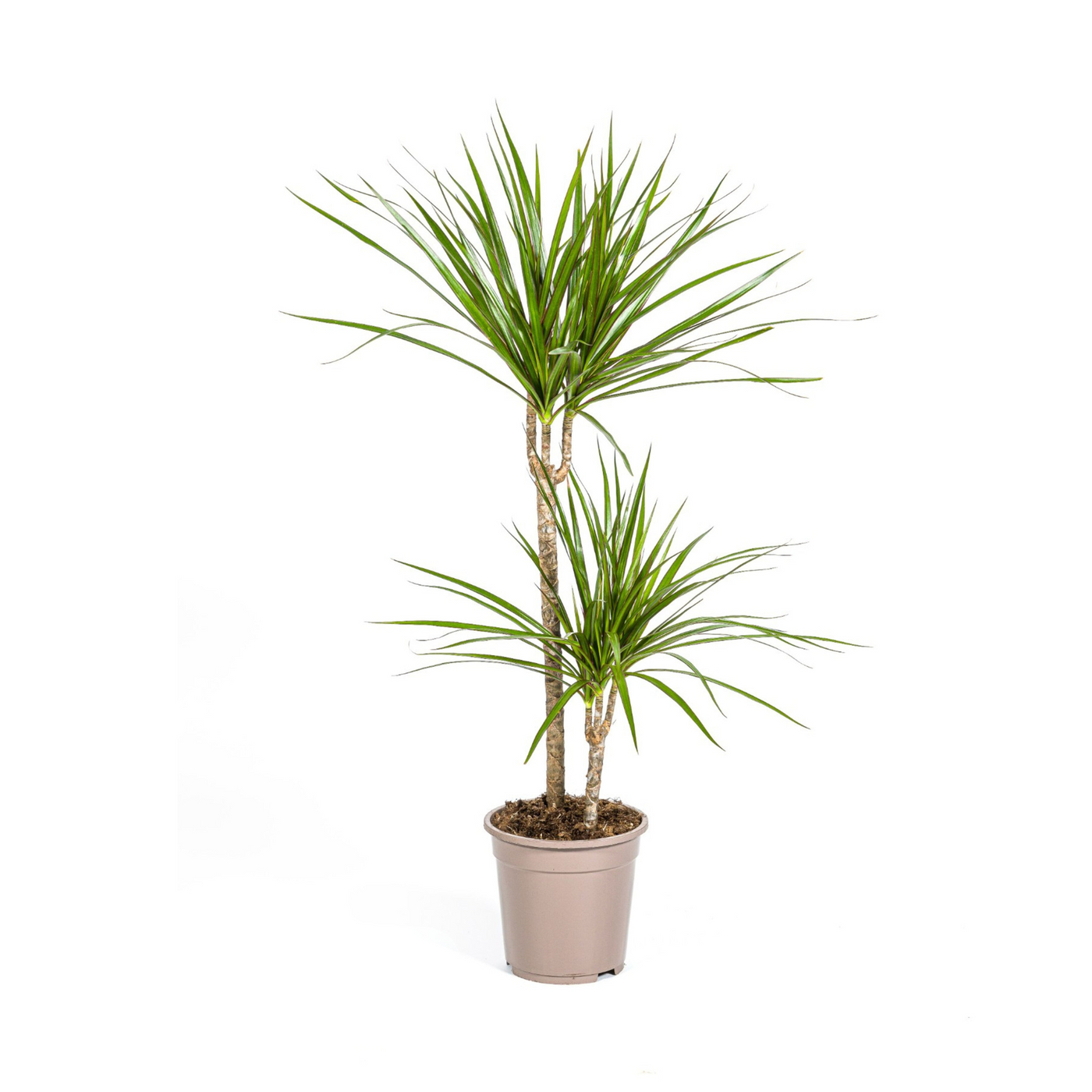 Drakenbloedboom - Dracaena marginata 'Green' - Ø19cm - ↕80cm