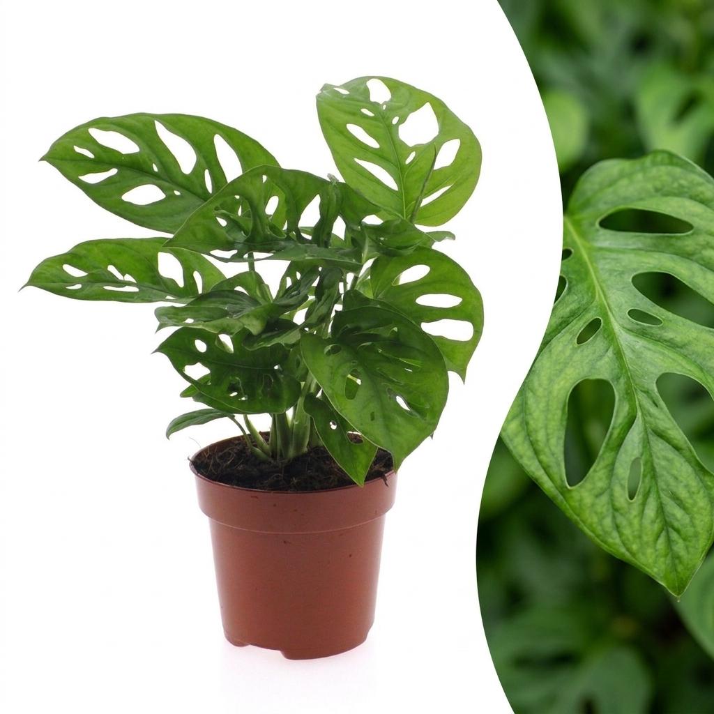 Gatenplant - Monstera adansonii Mosstok - Ø12cm - ↕25cm