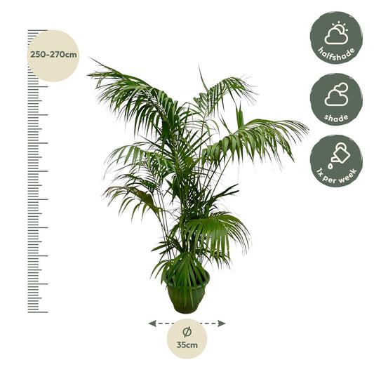 Kentiapalm - Kentia Palm - Ø32cm - ↕260cm