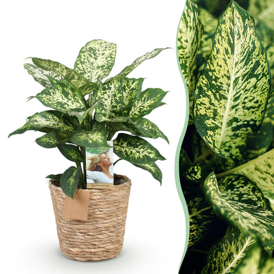 Dieffenbachia - Dieffenbachia Compacta - Ø17cm - ↕45-50cm